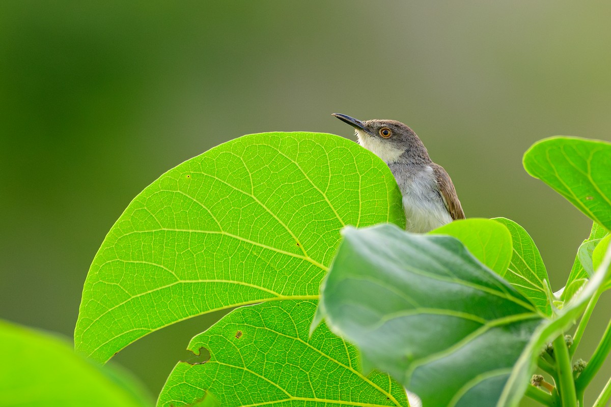 Gray-breasted Prinia - ML646279721