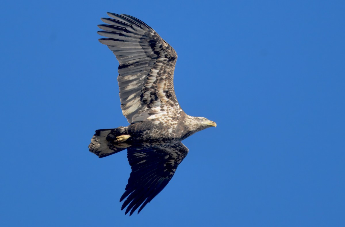 Pygargue à tête blanche - ML646279722