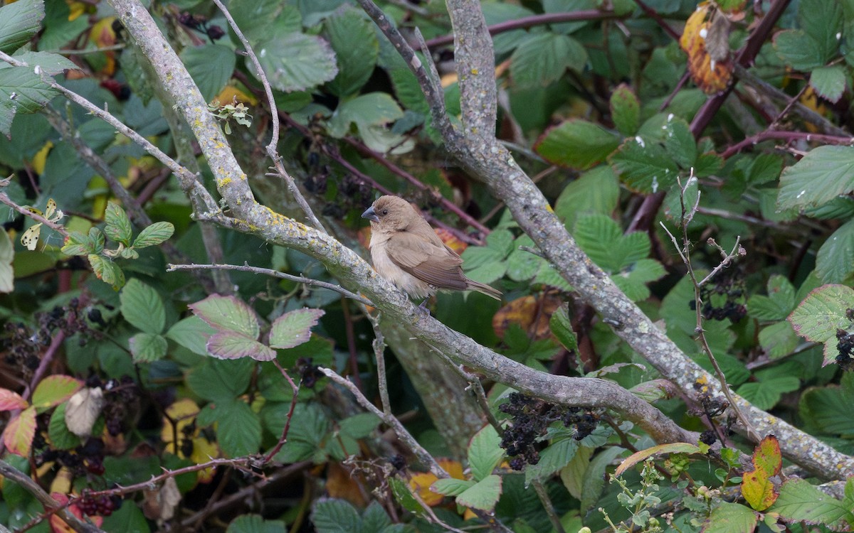 Scaly-breasted Munia - ML646279723