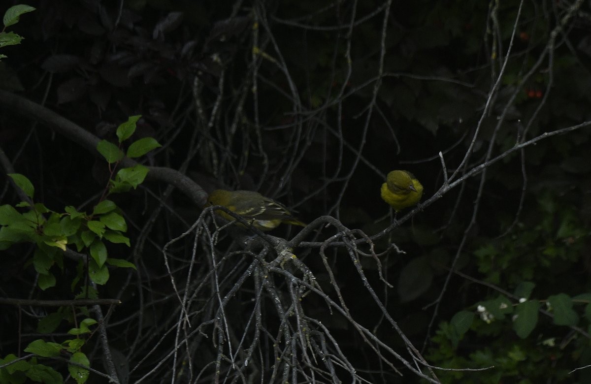 Western Tanager - ML646279725