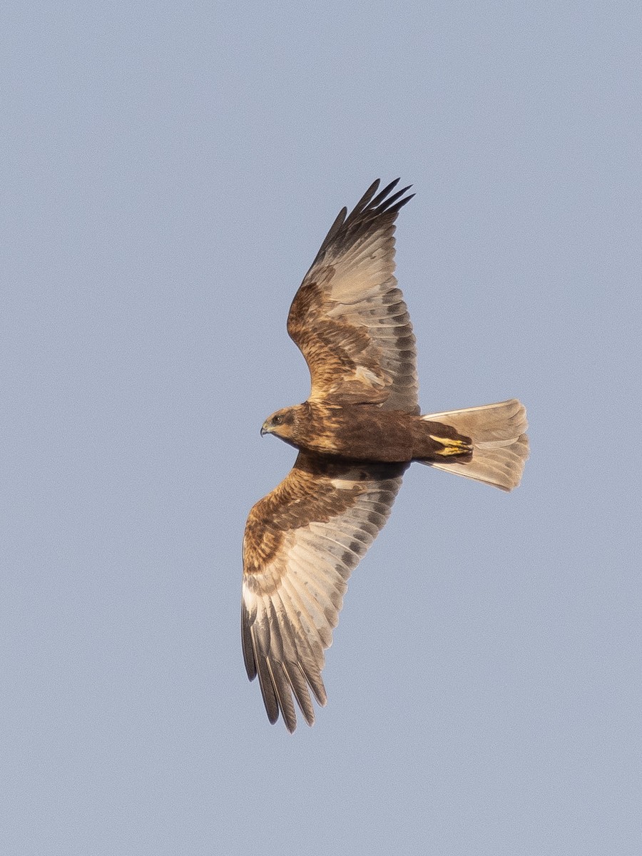 Western Marsh Harrier - ML646279728