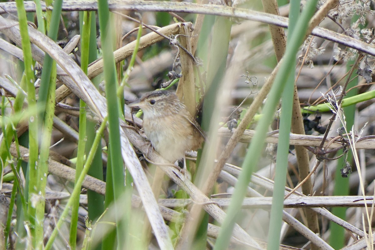 Sedge Wren - ML646279729