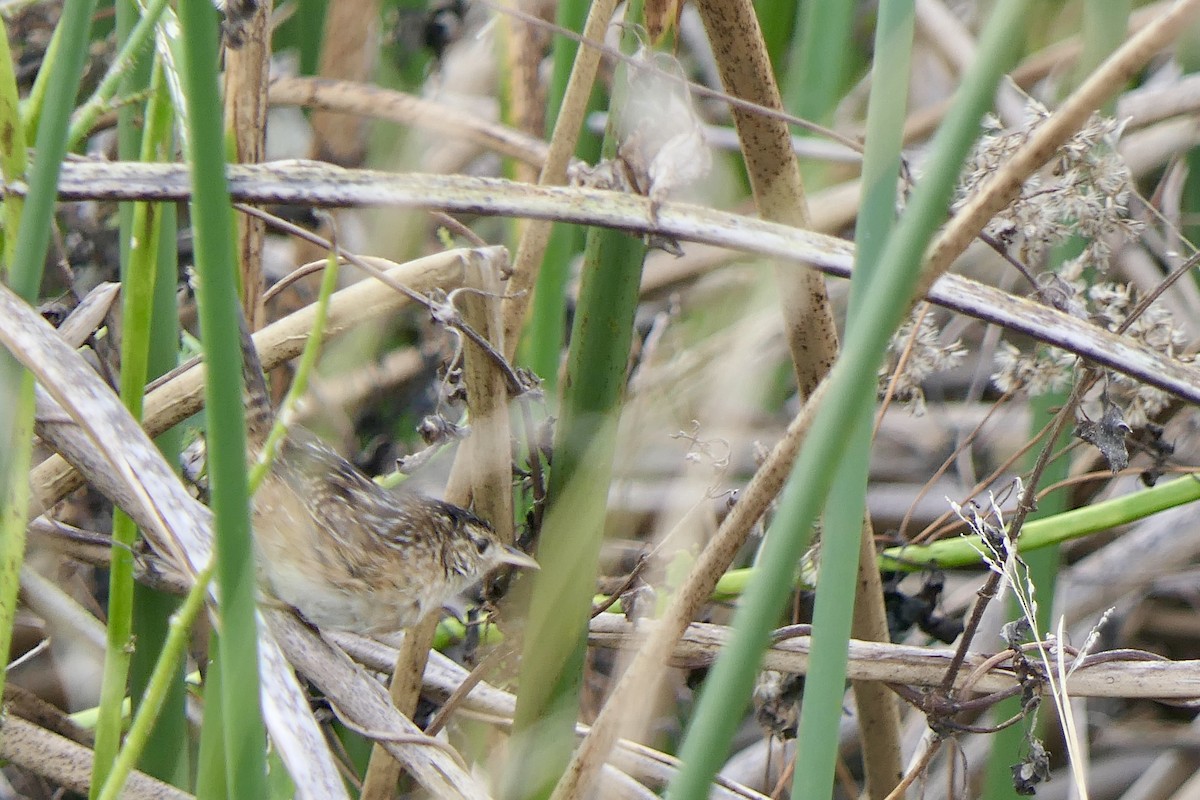 Sedge Wren - ML646279730