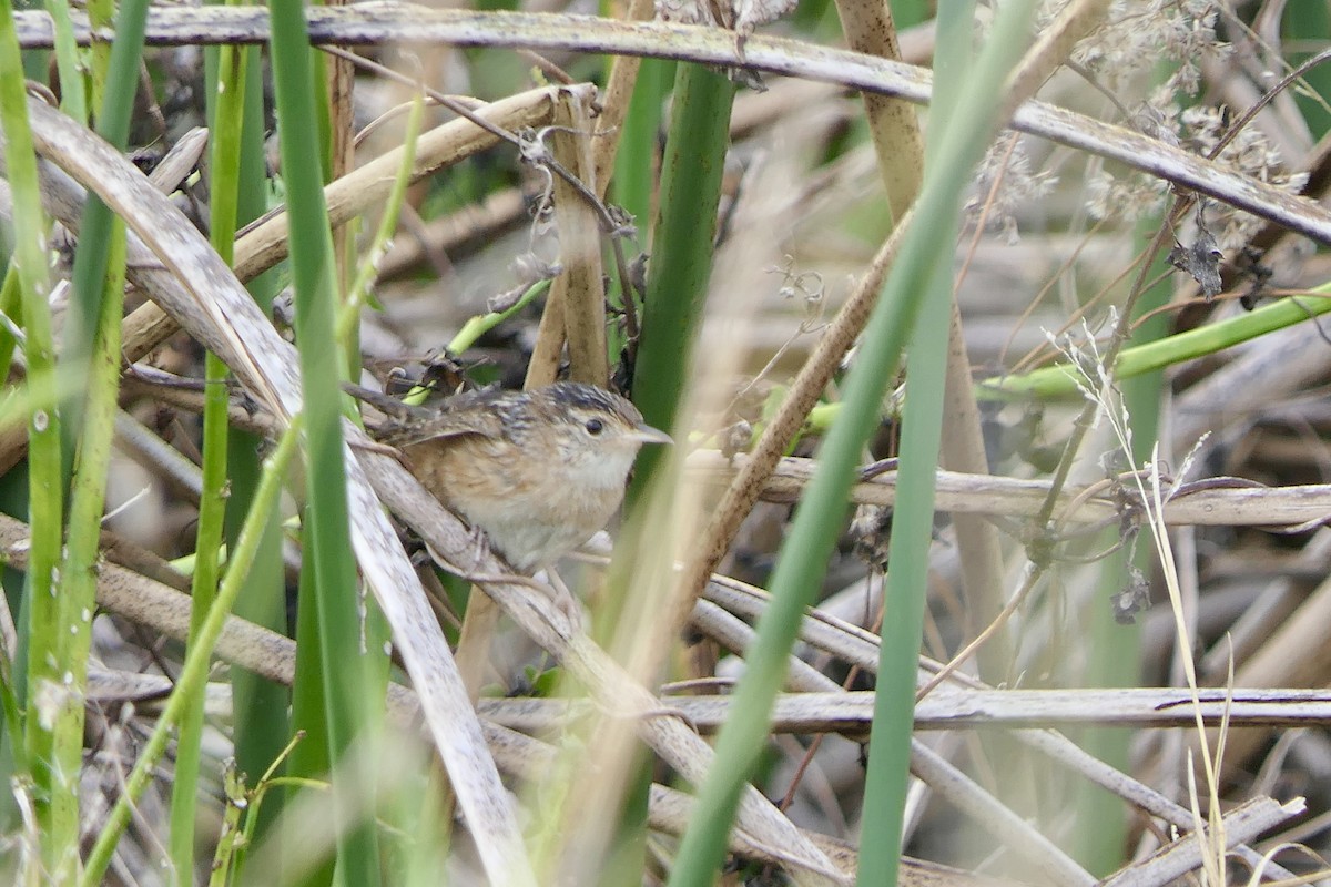 Sedge Wren - ML646279731