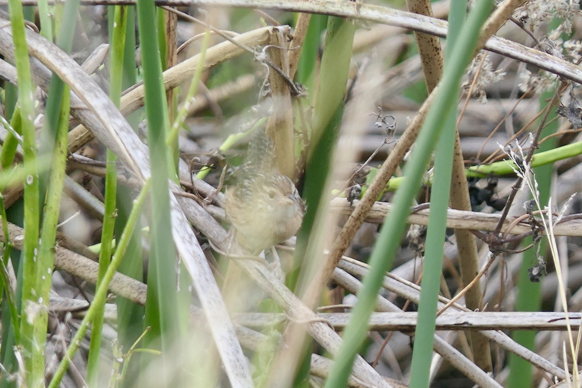 Sedge Wren - ML646279732