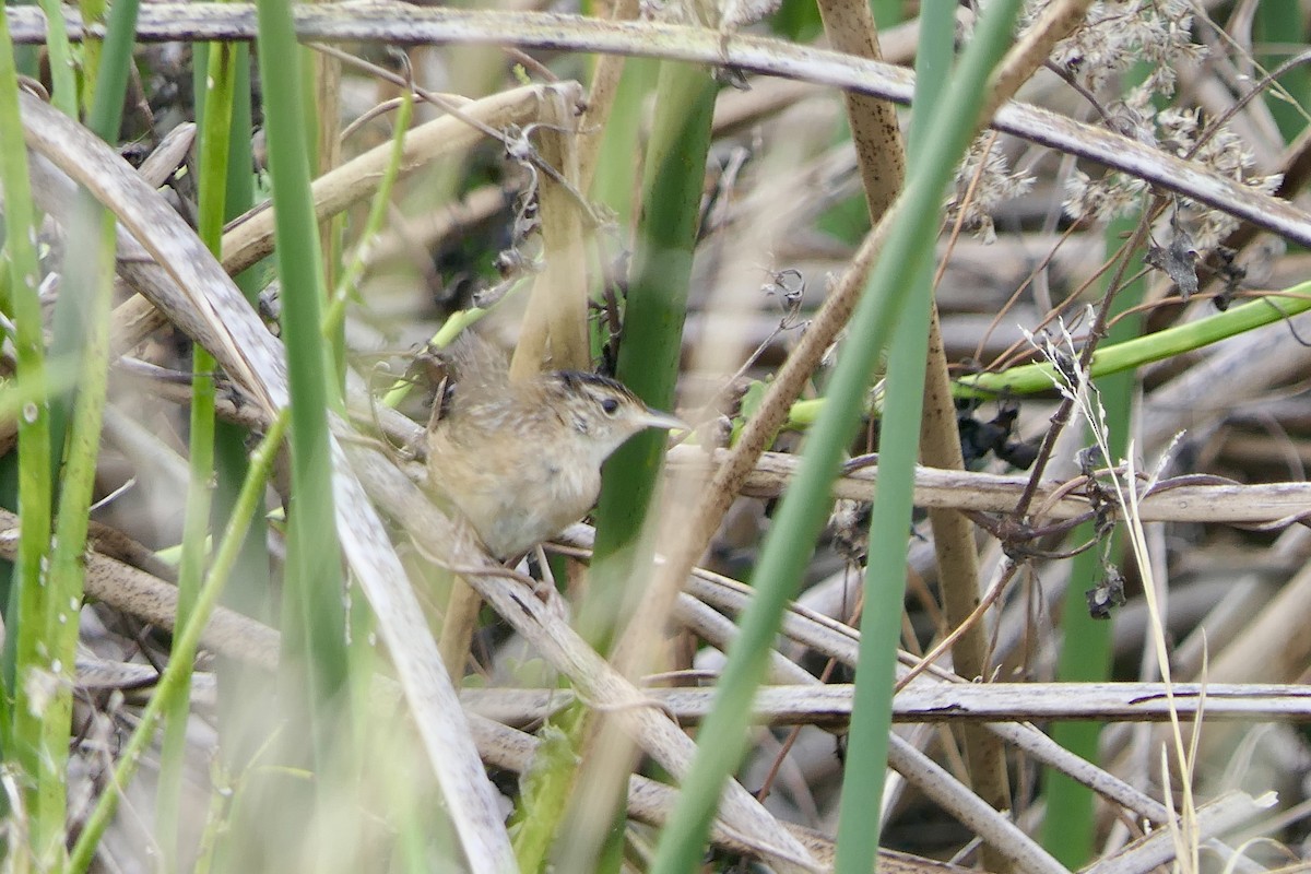 Sedge Wren - ML646279733