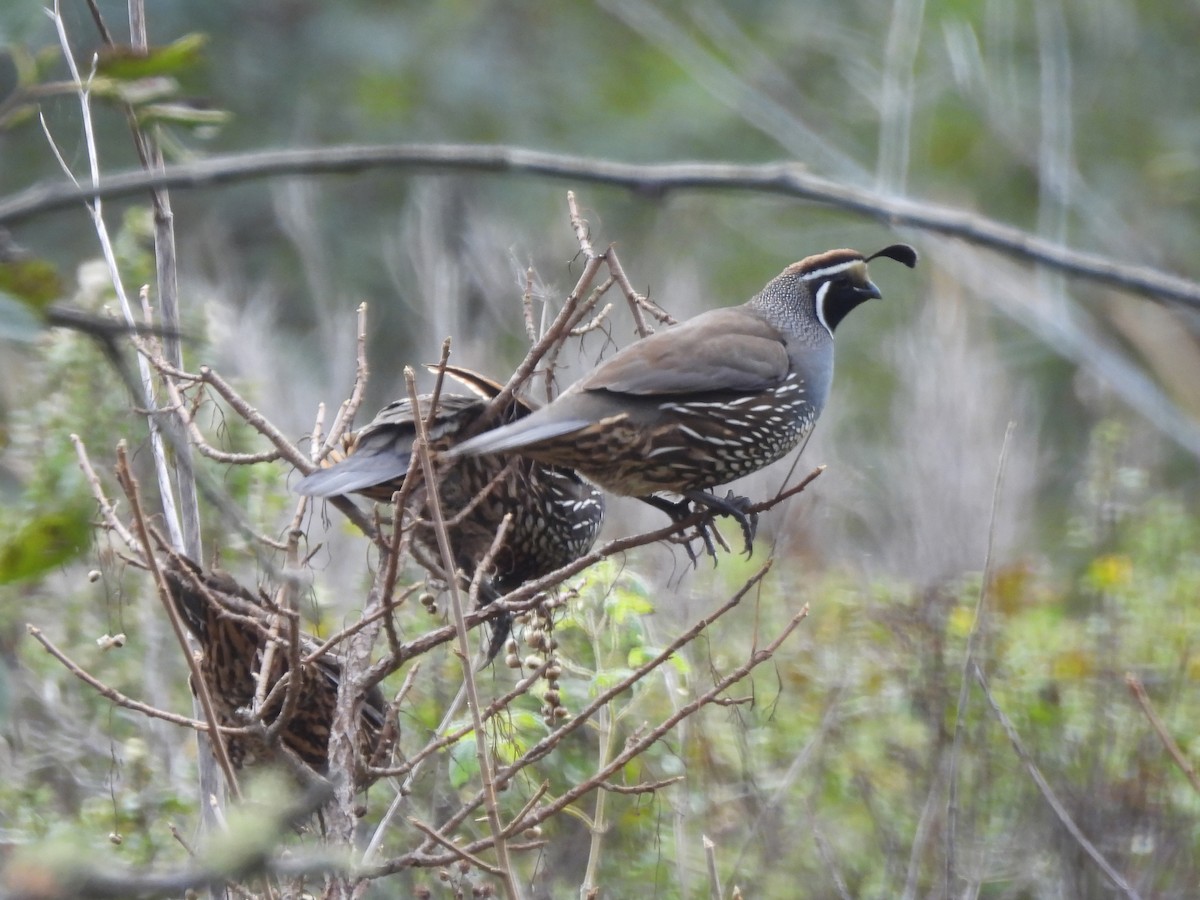 Kaliforniya Kolini - ML646279737