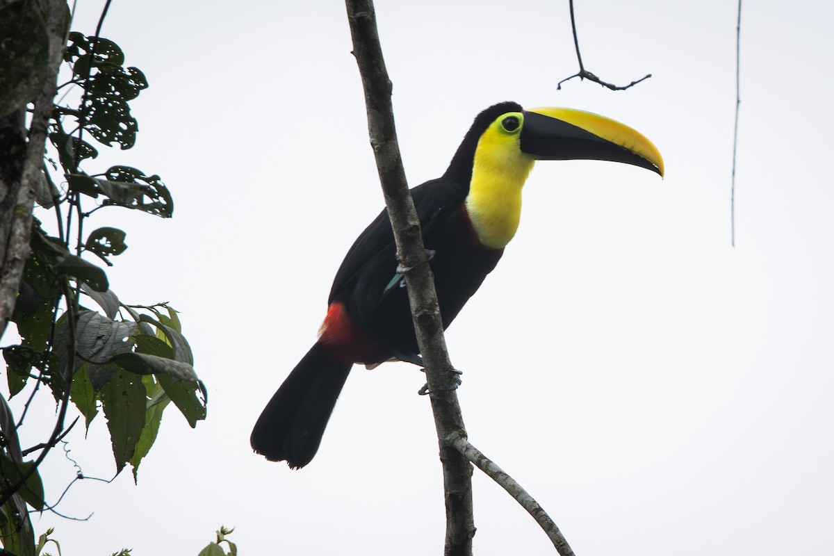 Choco Toucan - ML646279744