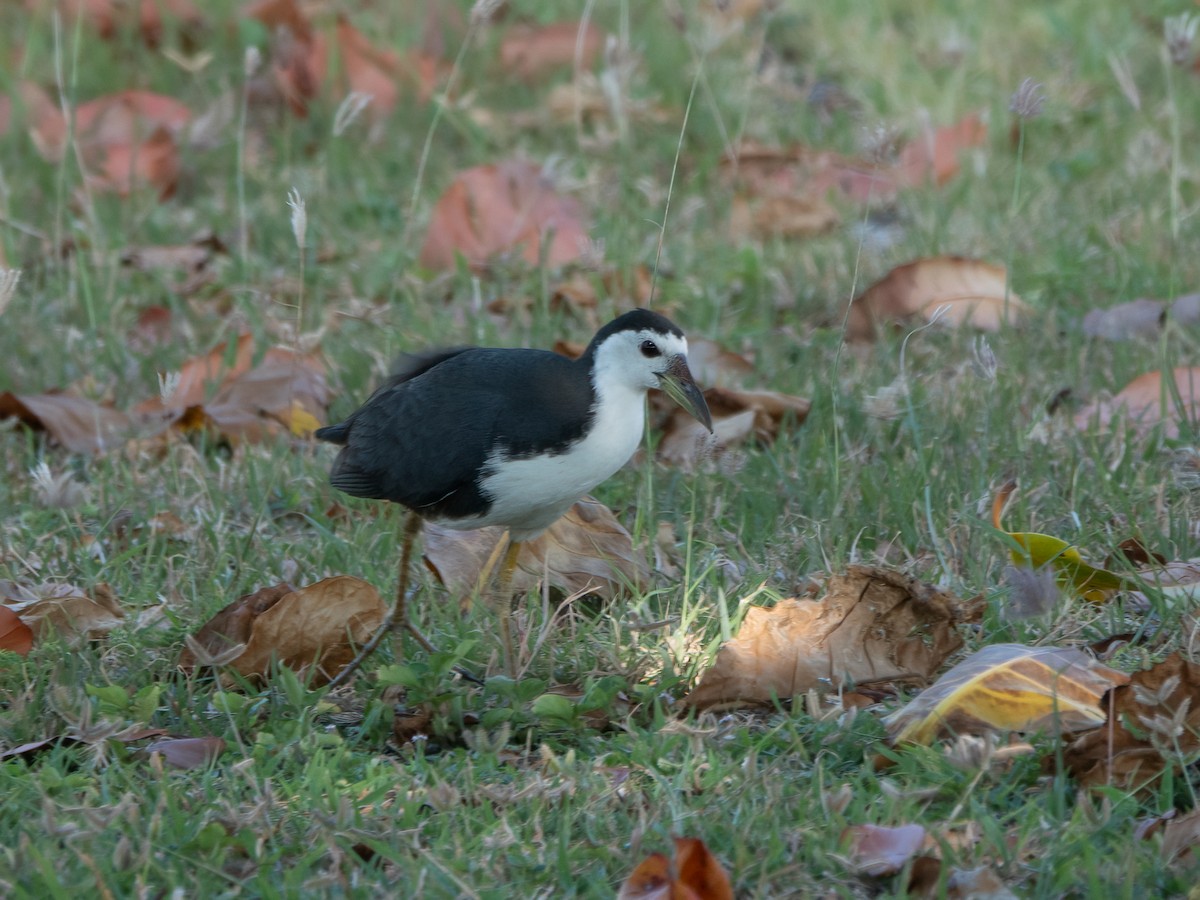 White-breasted Waterhen - ML646279747