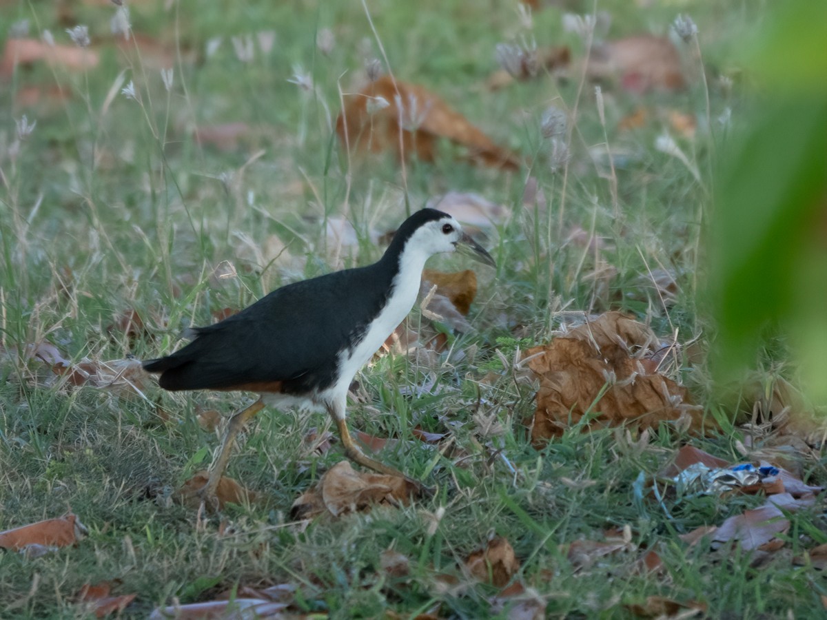 White-breasted Waterhen - ML646279748