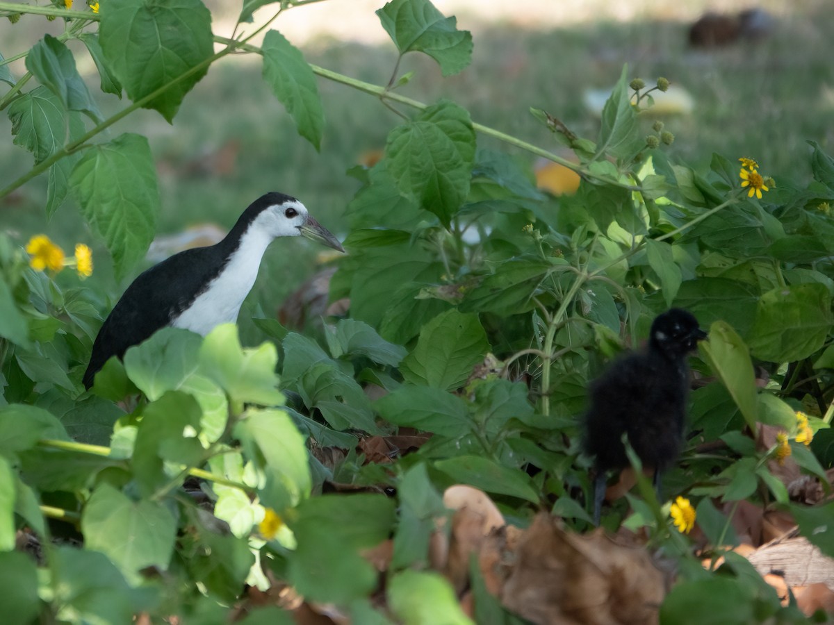 White-breasted Waterhen - ML646279749