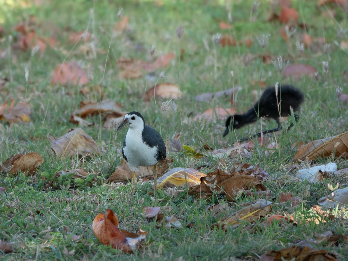White-breasted Waterhen - ML646279750