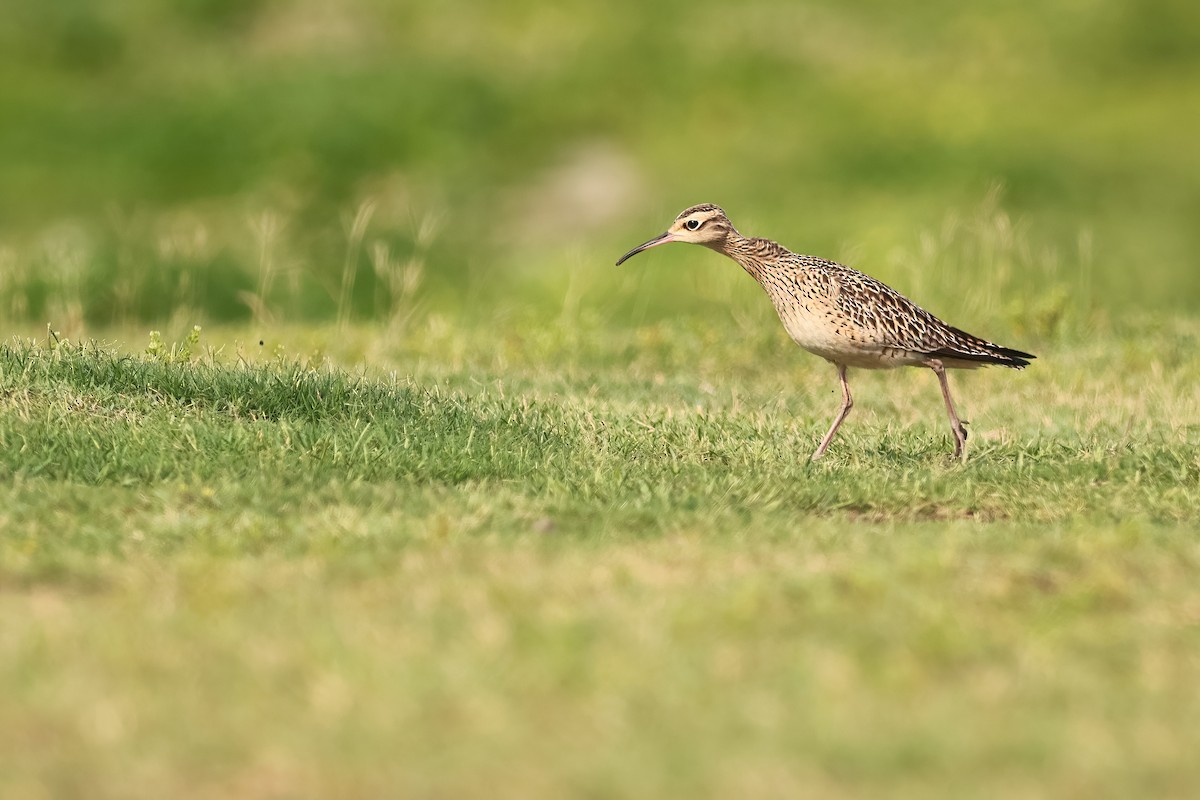 Little Curlew - ML646279752