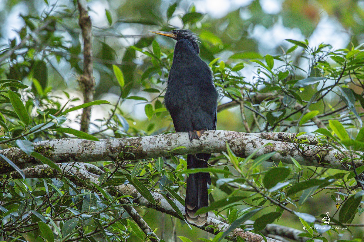 Anhinga - ML646279754