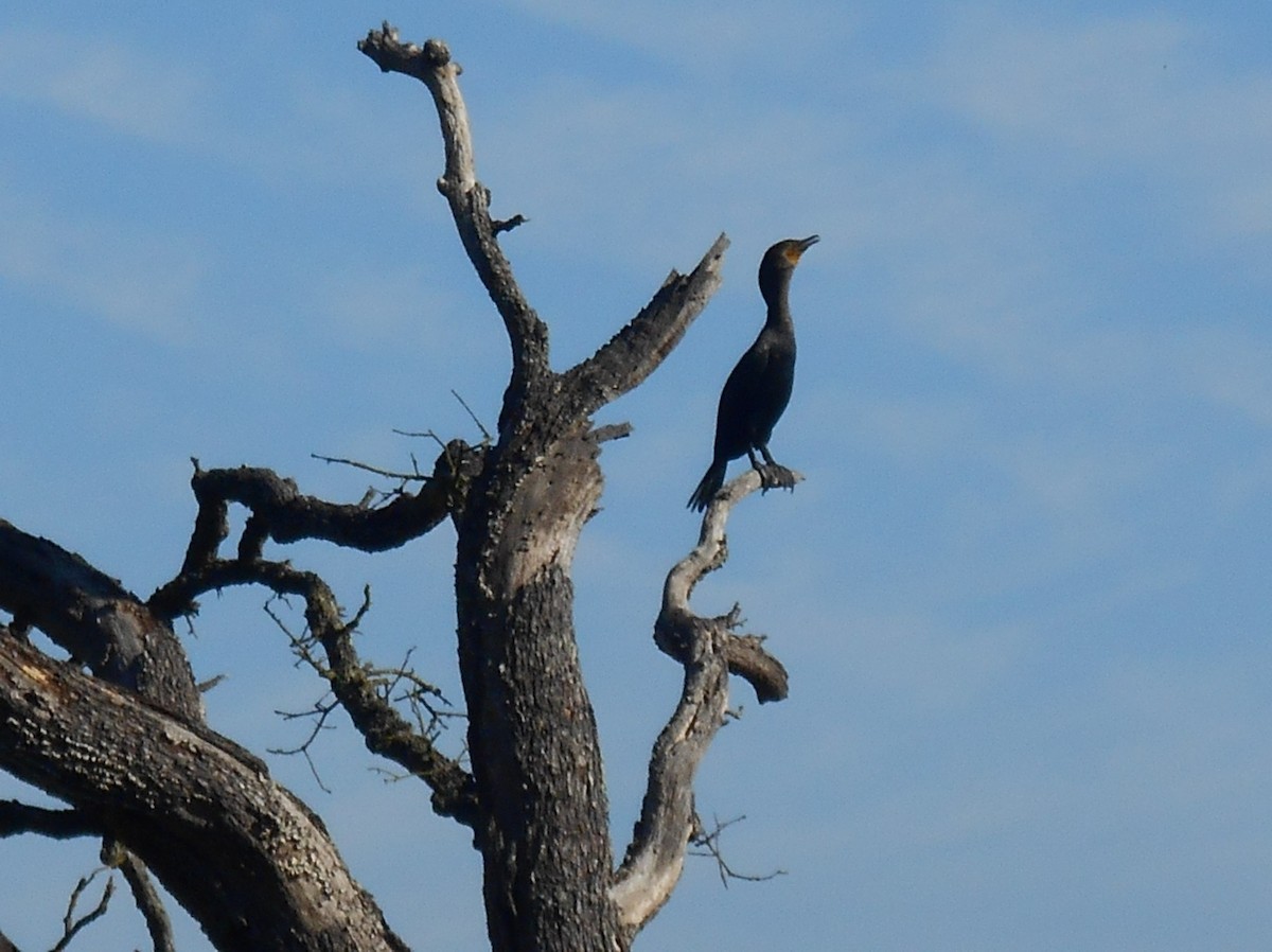 Double-crested Cormorant - ML646279755