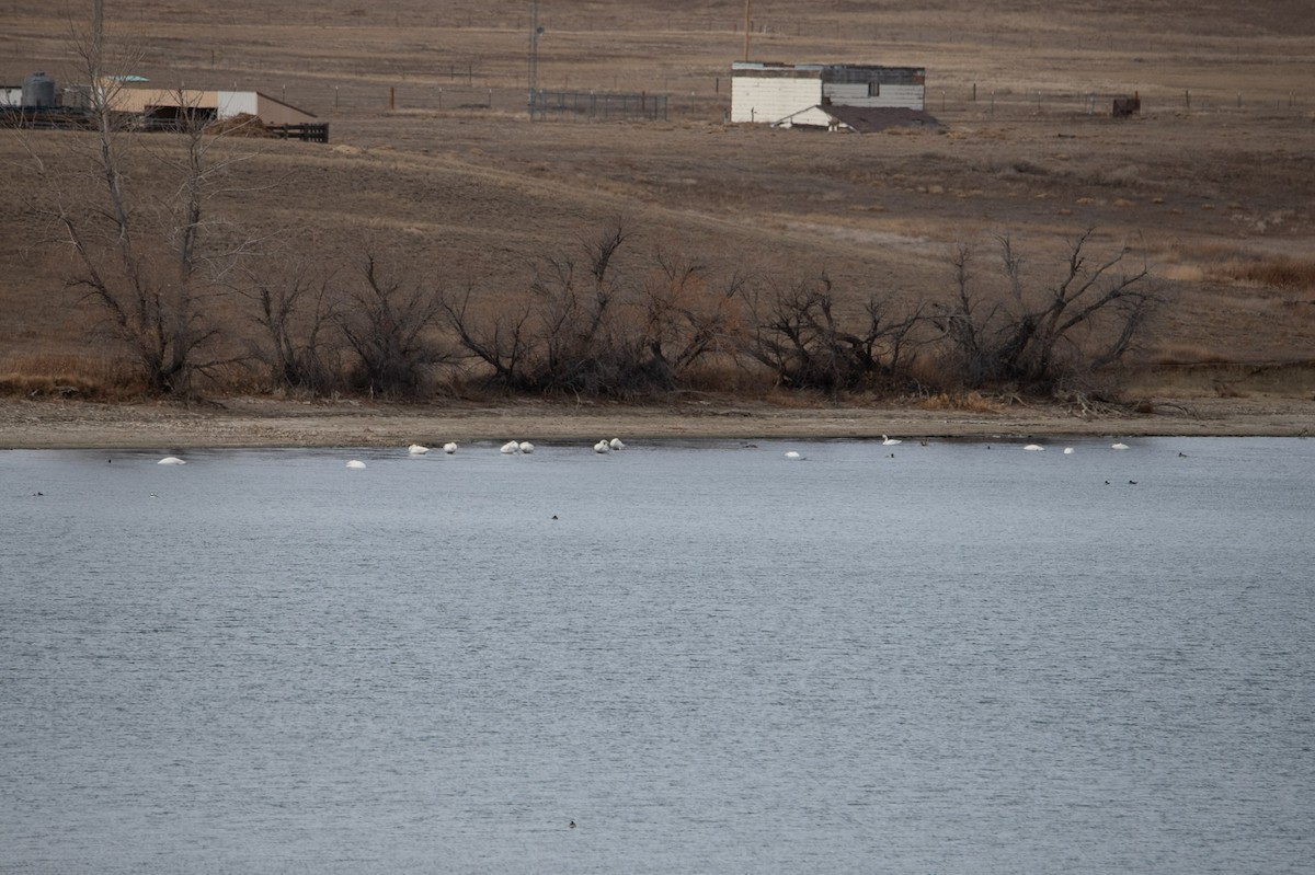 Trumpeter/Tundra Swan - ML646279757