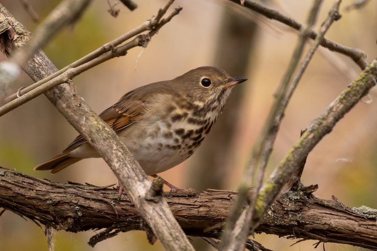 Hermit Thrush - ML646279758
