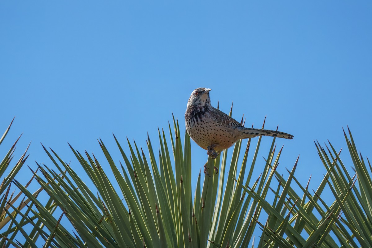 Кактусовый крапивник - ML646279759