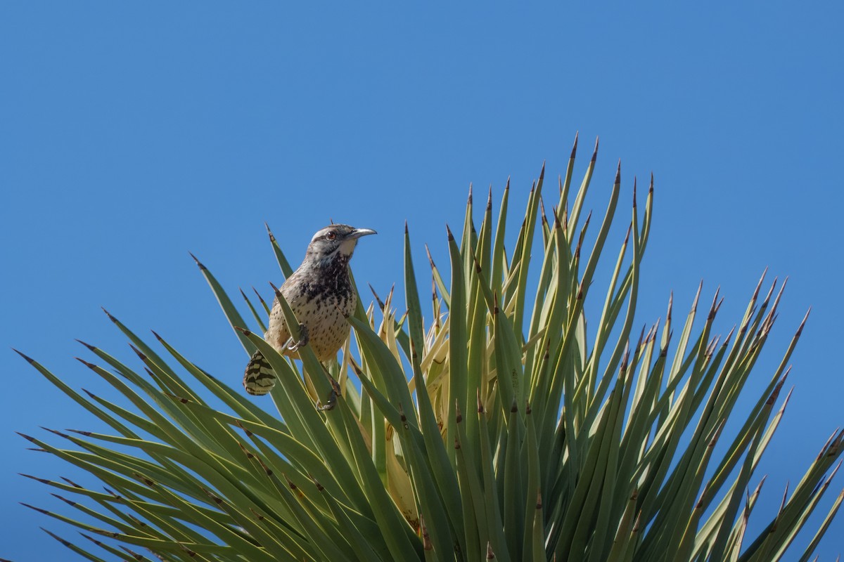 Кактусовый крапивник - ML646279760