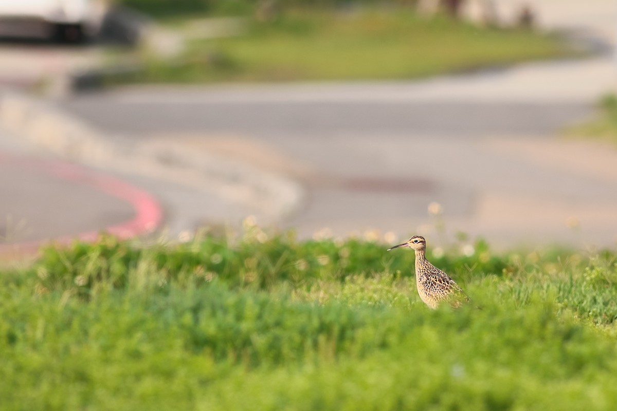 Little Curlew - ML646279761