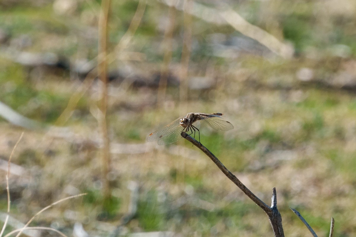 Variegated Meadowhawk - ML646279770