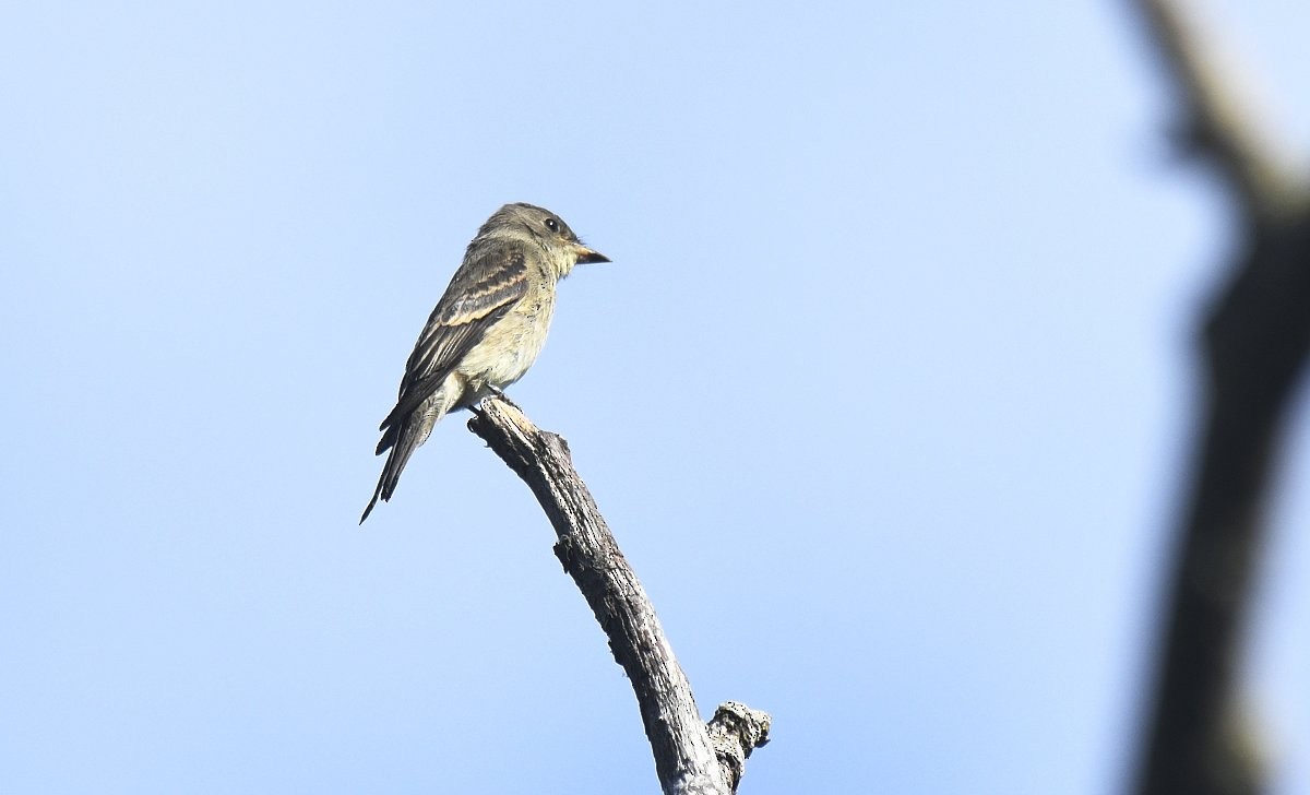 Blasskehl-Schnäppertyrann - ML646279771