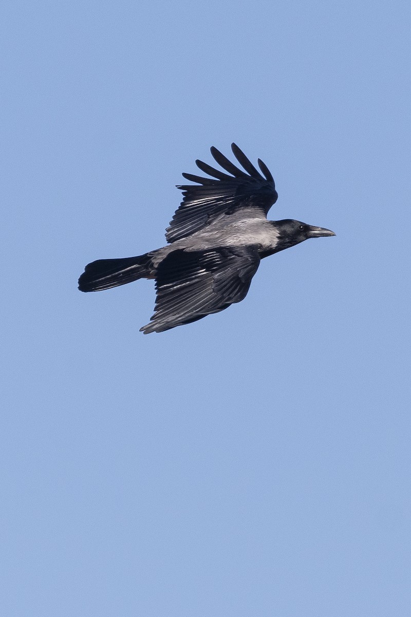 Hooded Crow - ML646279772
