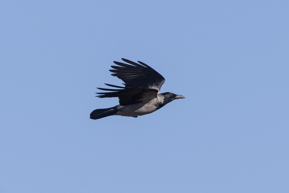 Hooded Crow - ML646279773