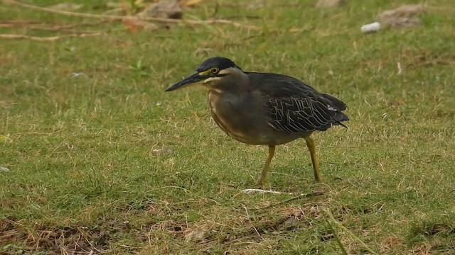 Little Heron - ML646279776