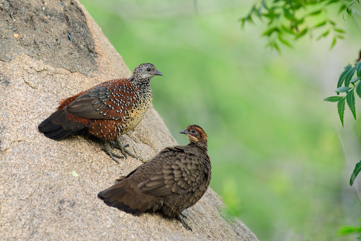 Painted Spurfowl - ML646279777