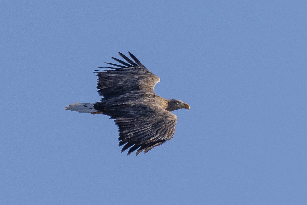 White-tailed Eagle - ML646279779