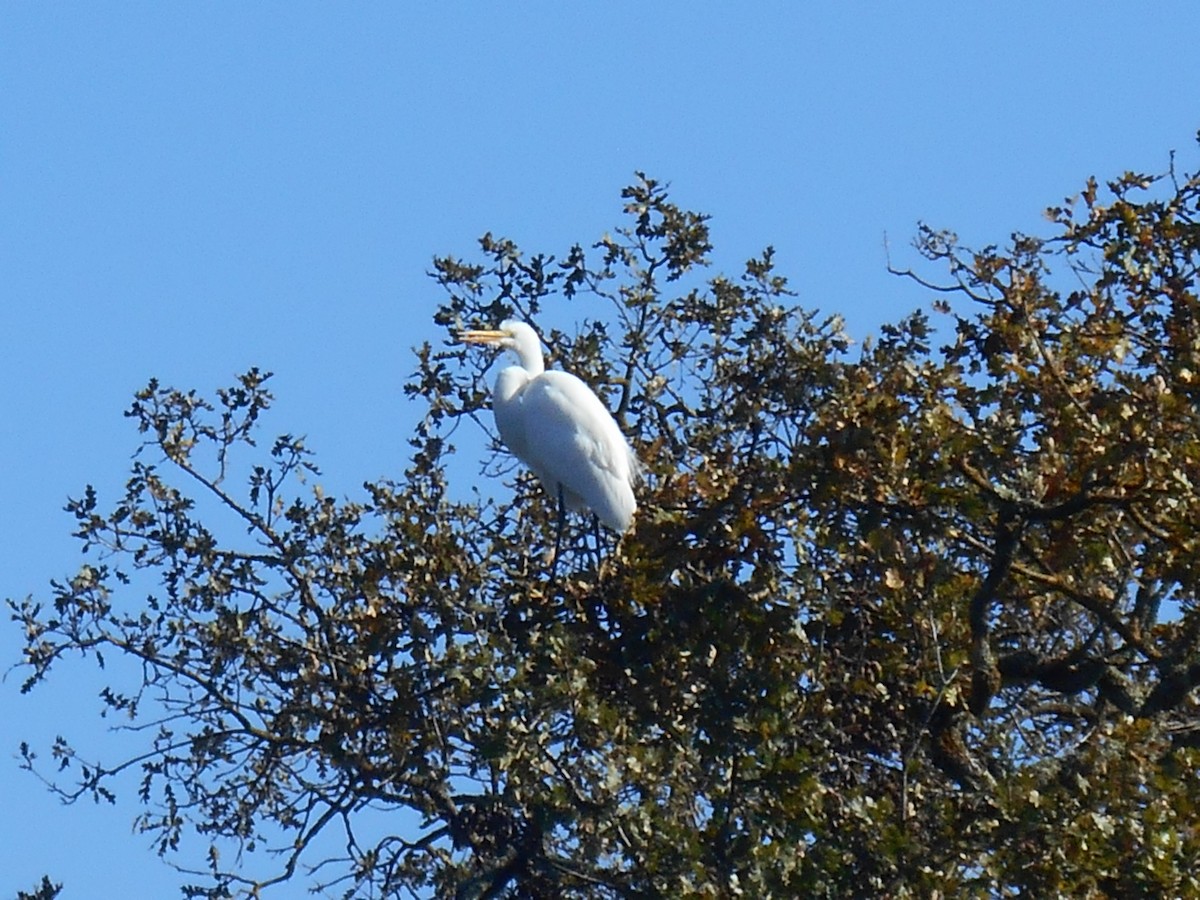 Koartza zuria - ML646279783