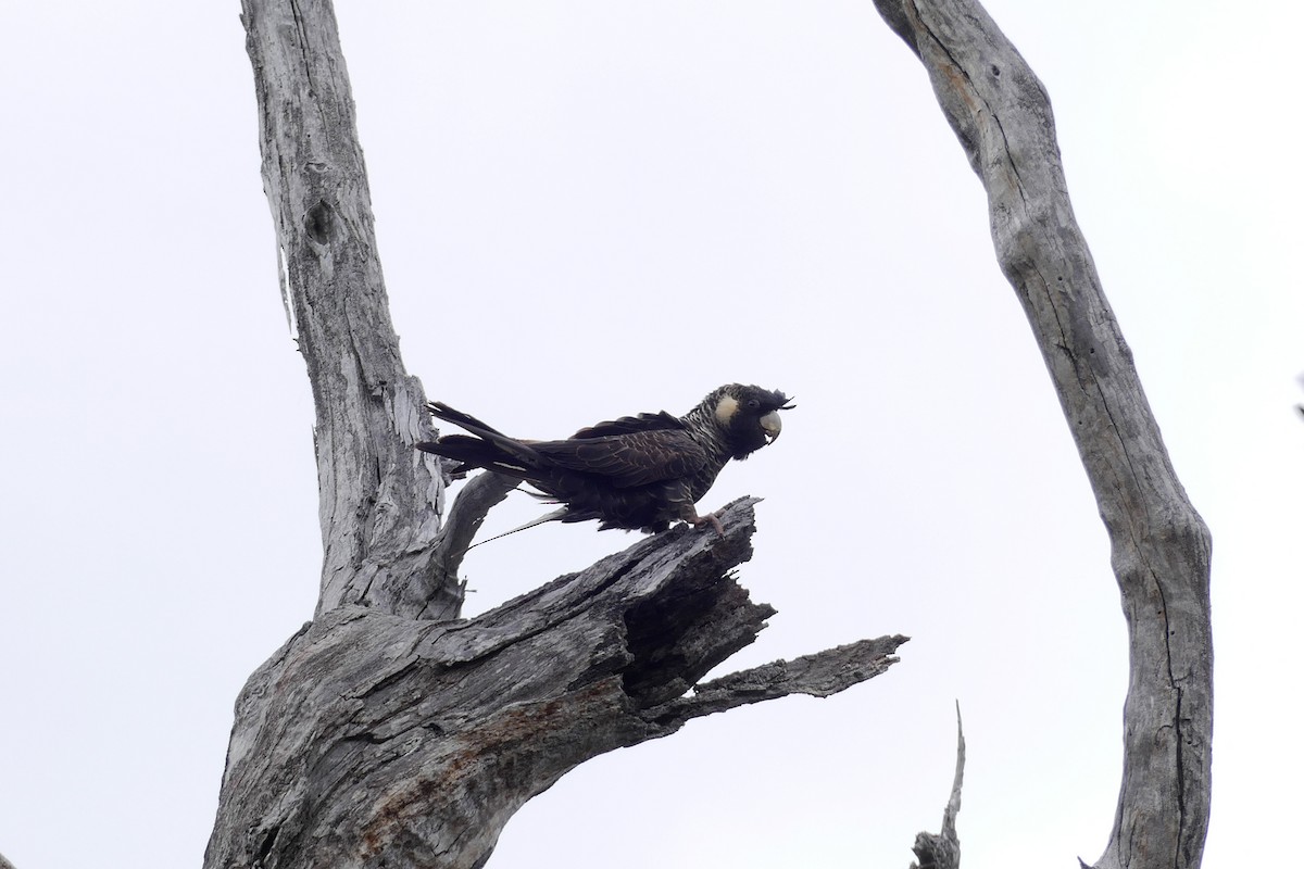 Baudin's Black-Cockatoo - ML646279787