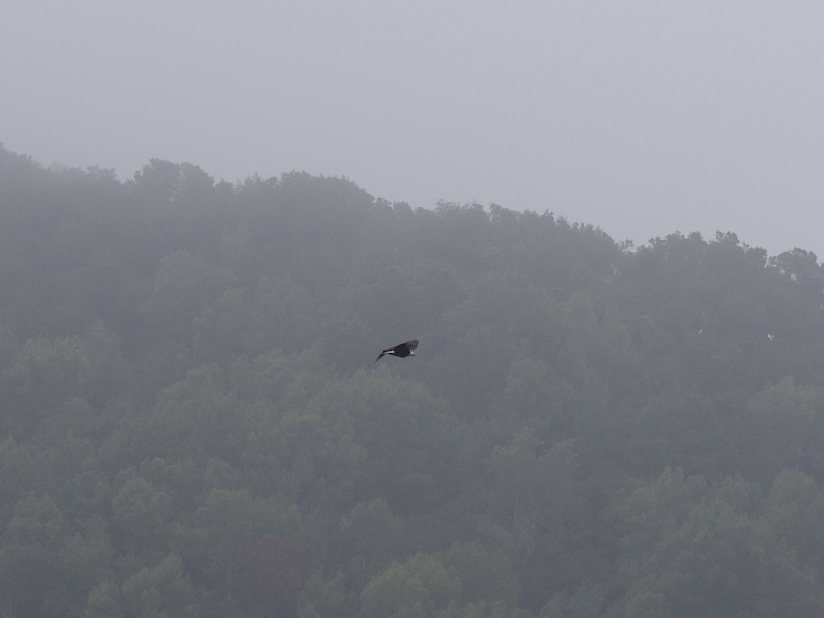 Pygargue à tête blanche - ML646279788