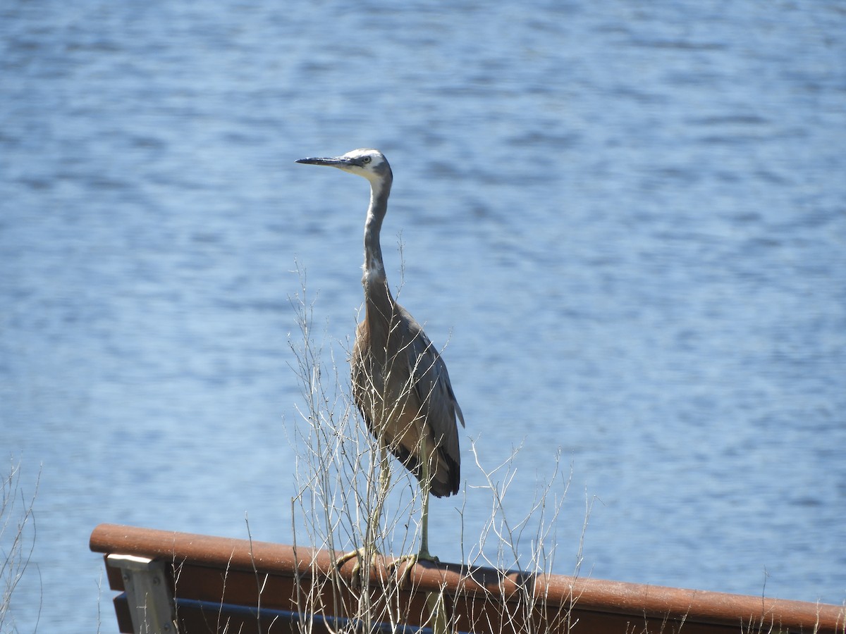 volavka bělolící - ML646279789