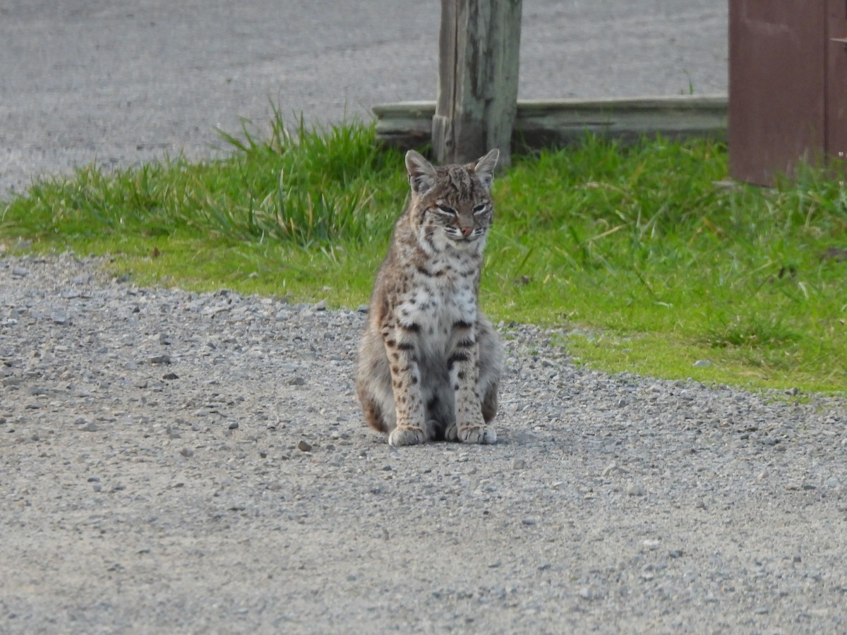 Western Bobcat - ML646279797