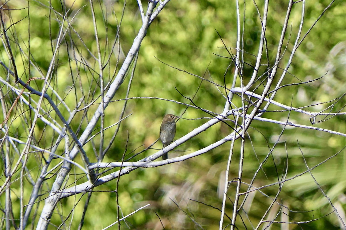 Passerin indigo - ML646279798