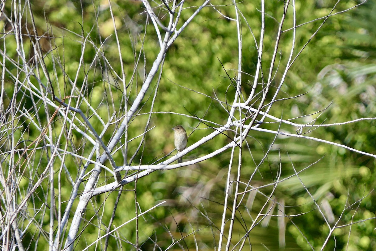 Passerin indigo - ML646279799