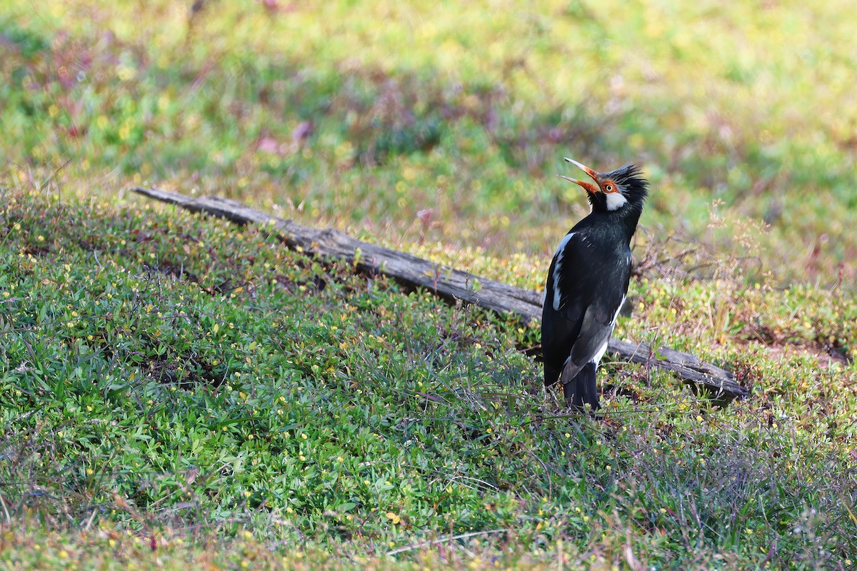 Siamese Pied Starling - ML646279802