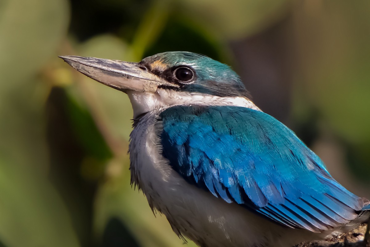 Collared Kingfisher - ML646279805