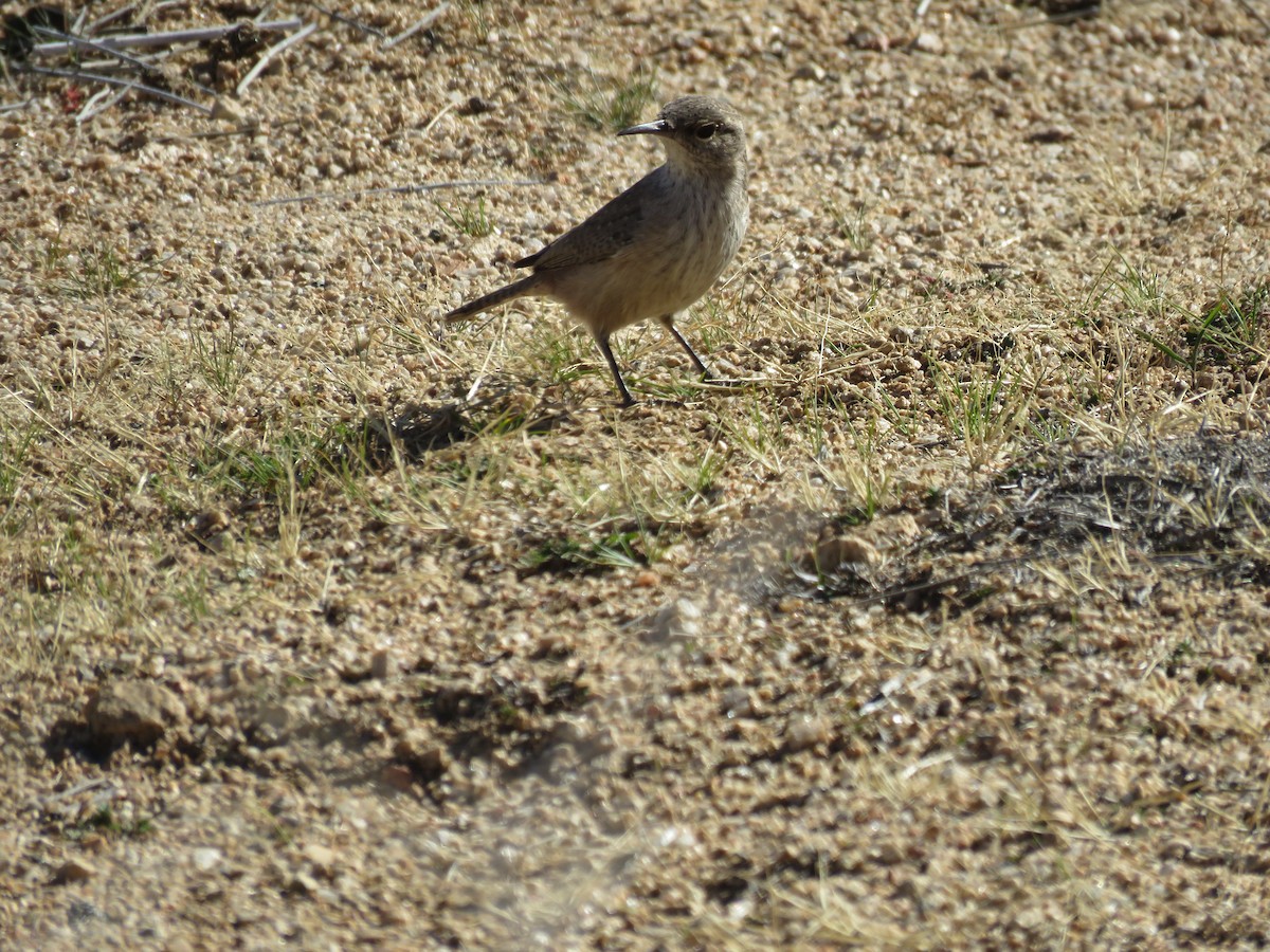 Rock Wren - ML646279809