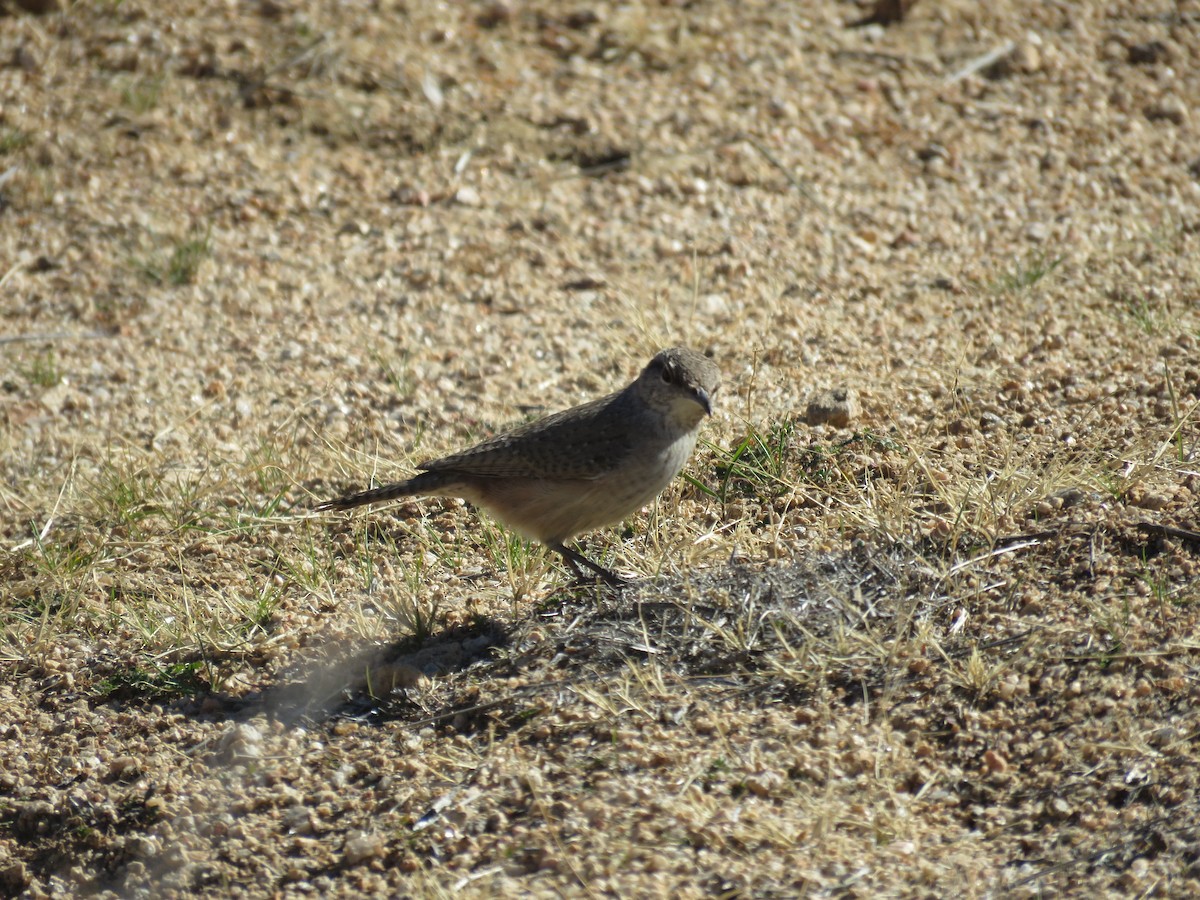 Rock Wren - ML646279810