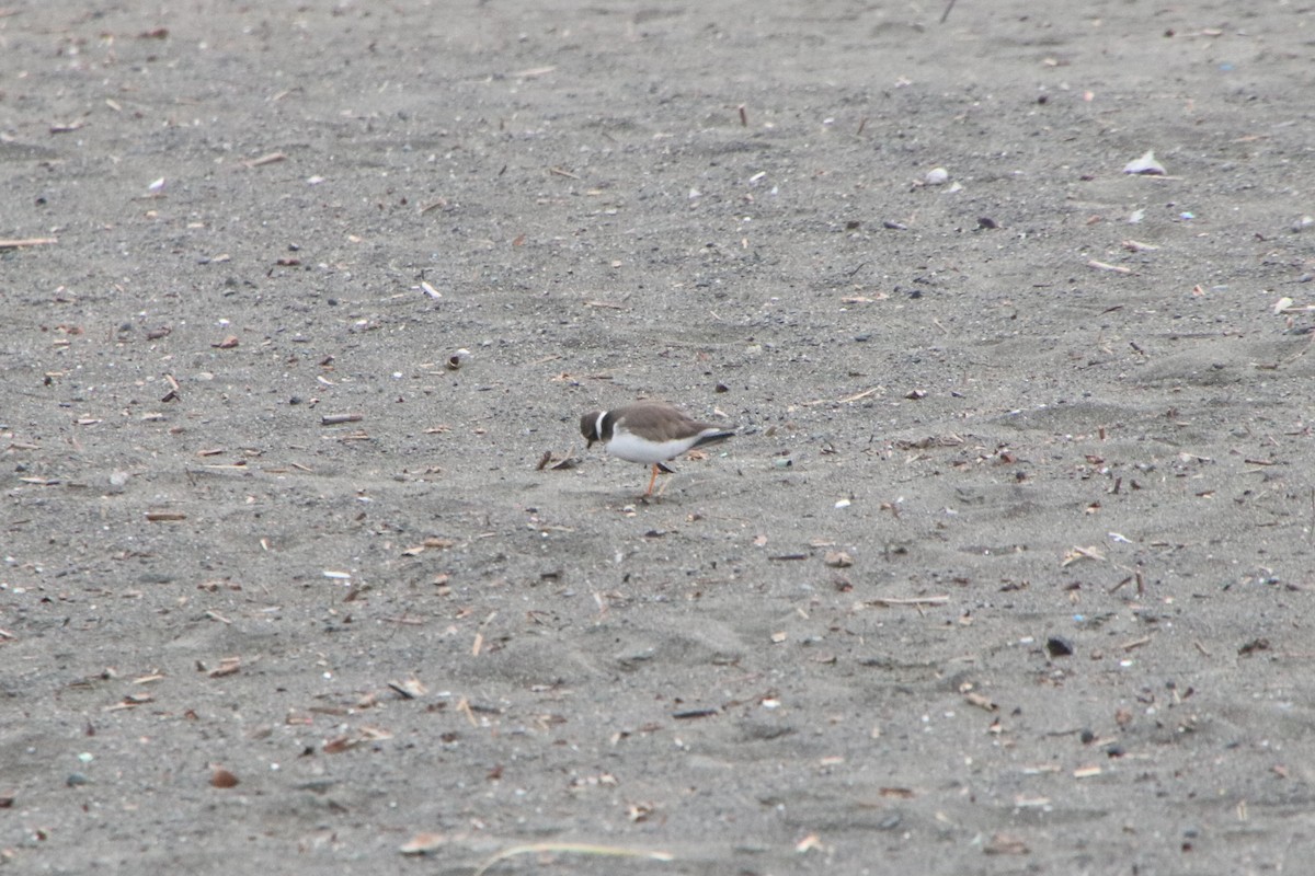 Common Ringed Plover - ML646279812