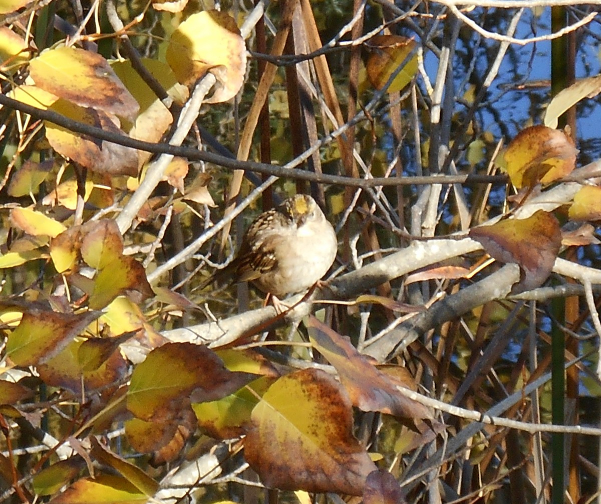 Golden-crowned Sparrow - ML646279813