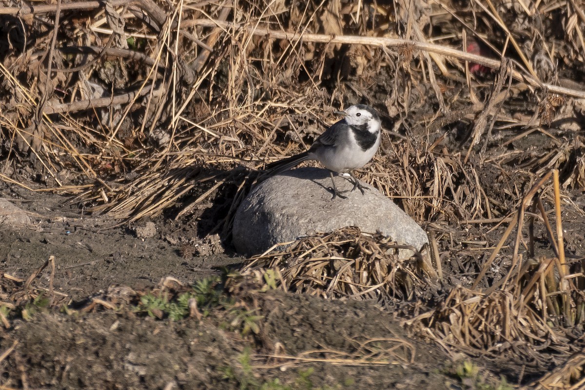 White Wagtail - ML646279819