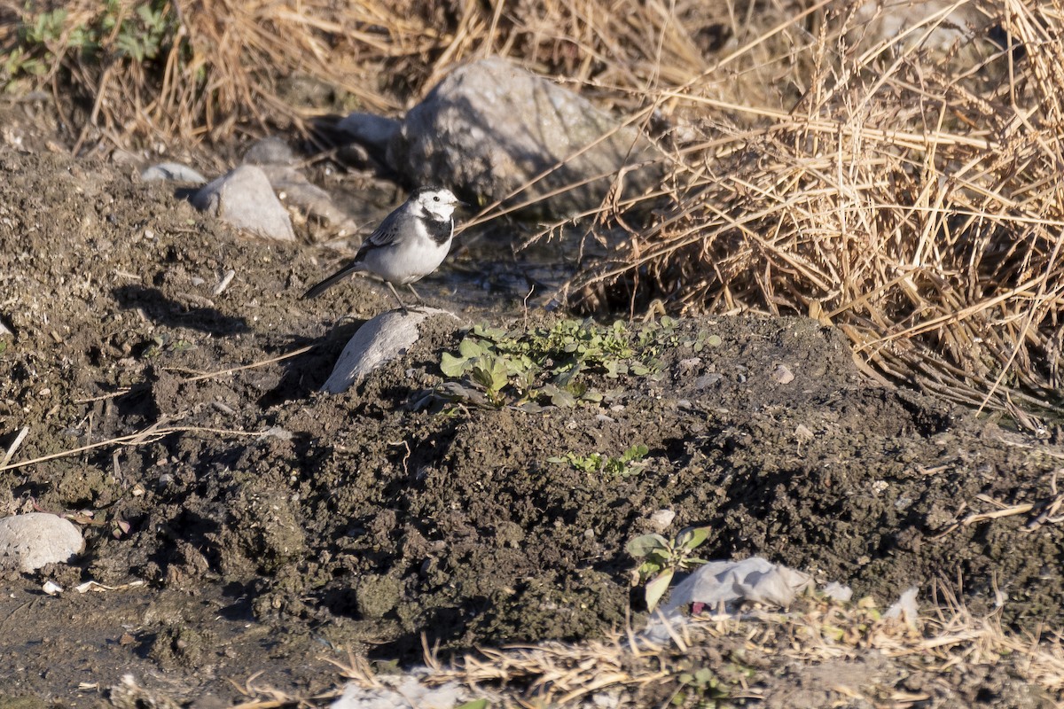 White Wagtail - ML646279820