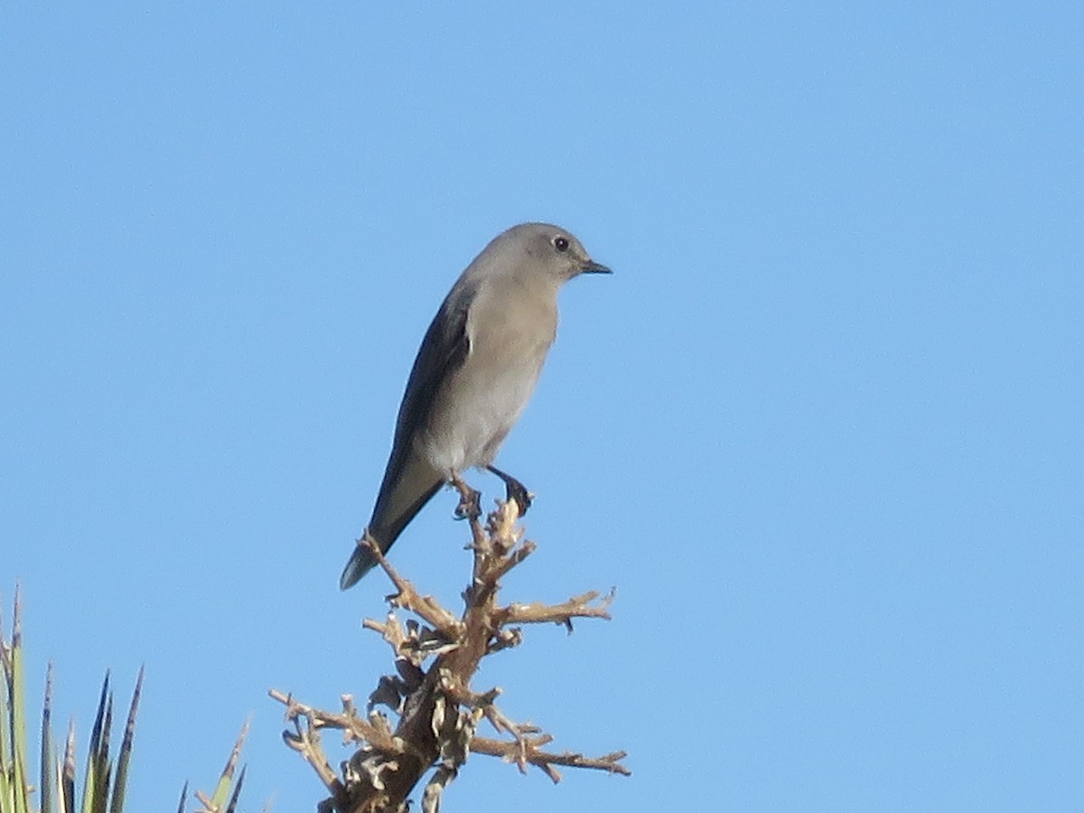 Mountain Bluebird - ML646279821