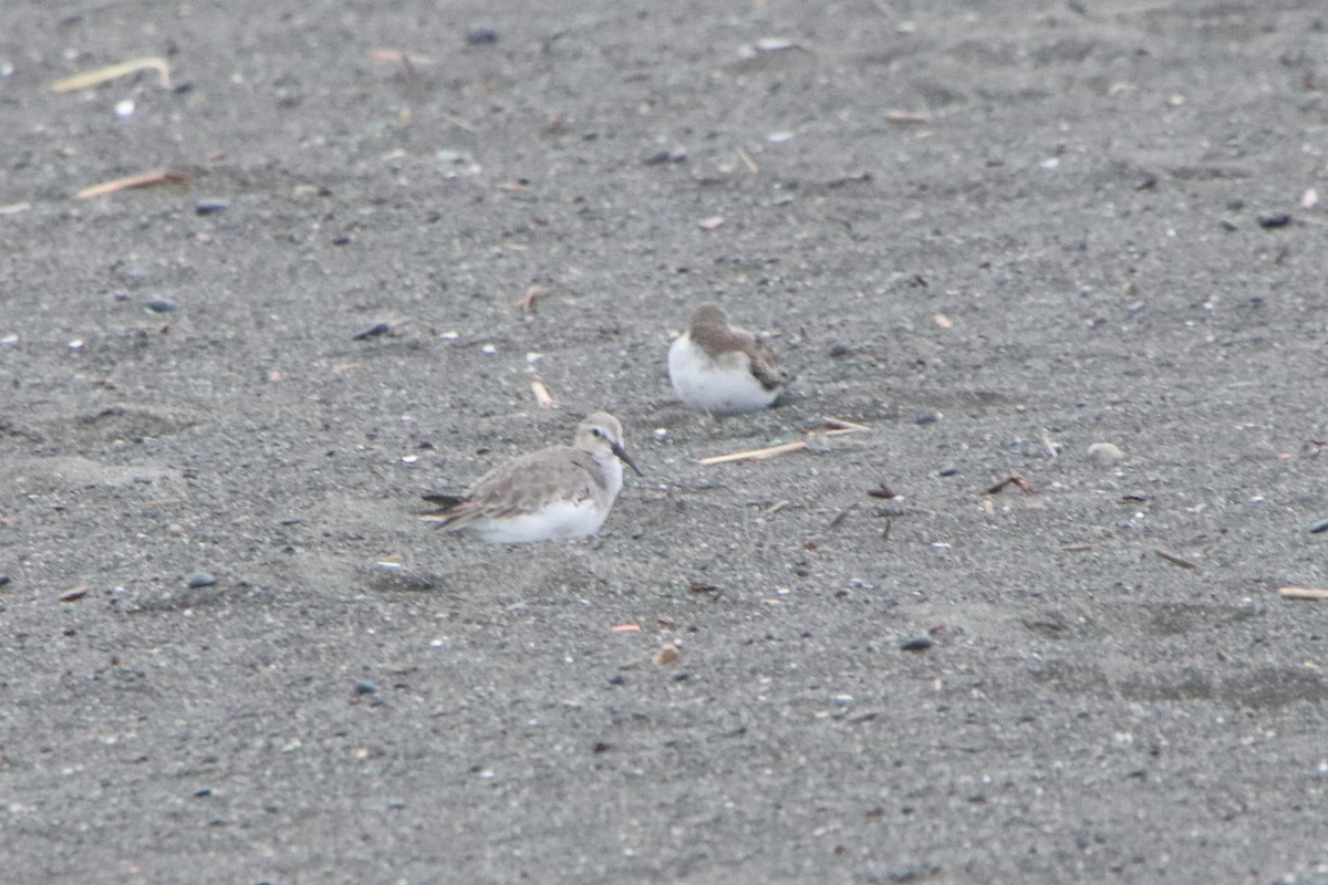 Dunlin - ML646279822