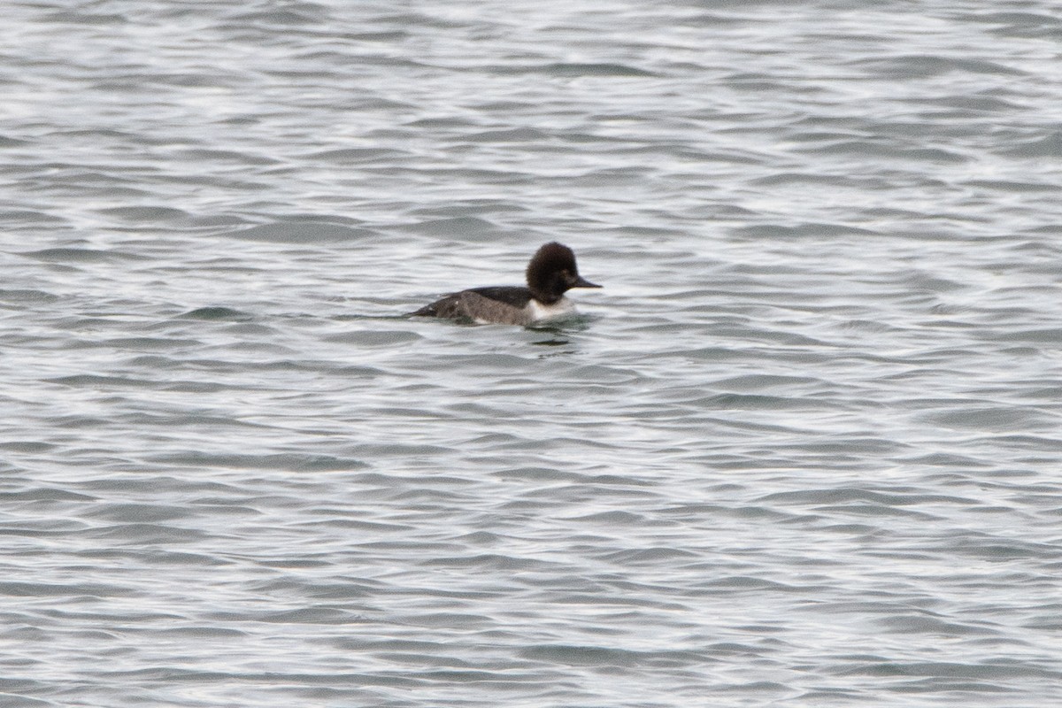 Common Goldeneye x Hooded Merganser (hybrid) - ML646279824