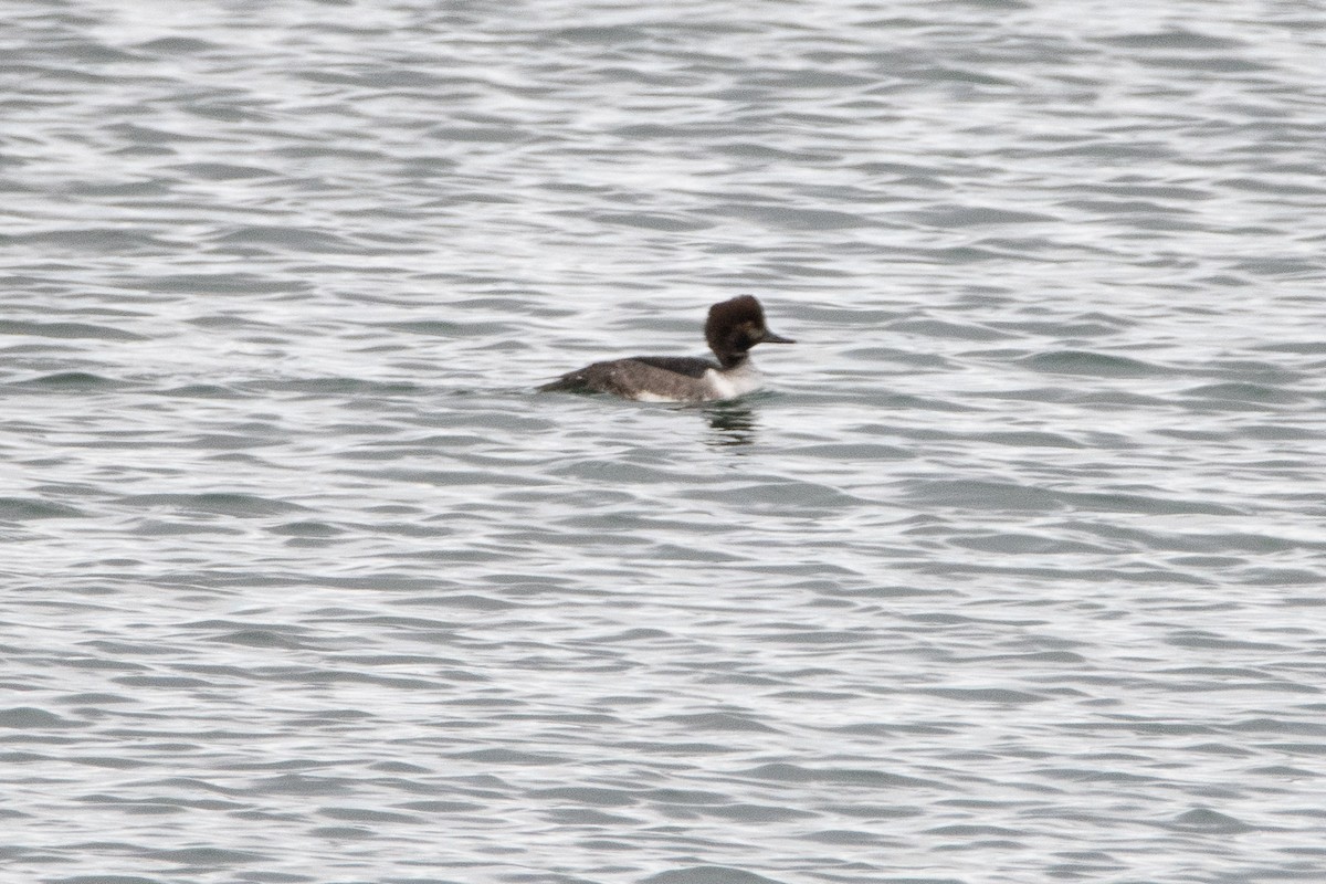 Common Goldeneye x Hooded Merganser (hybrid) - ML646279825
